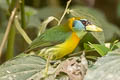 Red-headed Barbet Eubucco bourcierii bourcierii 