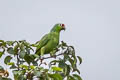 Red-lored Amazon Amazona autumnalis salvini (Yellow-cheeked Parrot)