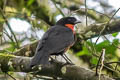 Red-ruffed Fruitcrow Gymnoderus foetidus