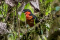 Red-ruffed Fruitcrow Gymnoderus foetidus