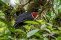 Red-ruffed Fruitcrow Gymnoderus foetidus