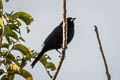 Red-shouldered Tanager Tachyphonus phoenicius