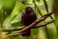 Reddish-winged Bare-eye Phlegopsis erythroptera erythroptera