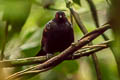 Reddish-winged Bare-eye Phlegopsis erythroptera erythroptera