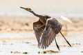 Reddish Egret Egretta rufescens rufescens