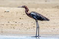 Reddish Egret Egretta rufescens rufescens