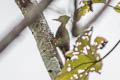 Ringed Woodpecker Celeus torquatus occidentalis