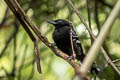 Riparian Antbird Cercomacroides fuscicauda