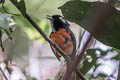 Rose-breasted Chat Granatellus pelzelni pelzelni