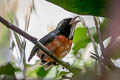 Rose-breasted Chat Granatellus pelzelni pelzelni