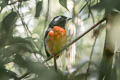 Rose-breasted Chat Granatellus pelzelni pelzelni