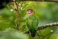 Rose-faced Parrot Pyrilia pulchra (Beautiful Parrot)