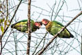 Rose-faced Parrot Pyrilia pulchra (Beautiful Parrot)