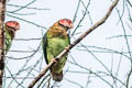 Rose-faced Parrot Pyrilia pulchra (Beautiful Parrot)