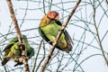 Rose-faced Parrot Pyrilia pulchra (Beautiful Parrot)
