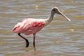 Roseate Spoonbill Platalea ajaja