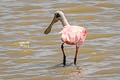 Roseate Spoonbill Platalea ajaja