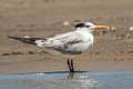 Royal Tern Thalasseus maximus