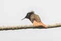 Ruby-topaz Hummingbird Chrysolampis mosquitus