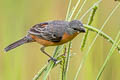 Ruddy-breasted Seedeater Sporophila minuta minuta