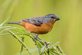 Ruddy-breasted Seedeater Sporophila minuta minuta