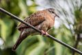 Ruddy Ground Dove Columbina talpacoti rufipennis