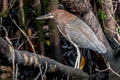 Rufescent Tiger Heron Tigrisoma lineatum lineatum 