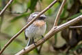 Rufous-breasted Chat-Tyrant Ochthoeca rufipectoralis obfuscata