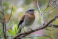 Rufous-breasted Chat-Tyrant Ochthoeca rufipectoralis rubicundula 