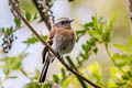 Rufous-breasted Chat-Tyrant Ochthoeca rufipectoralis rubicundula 