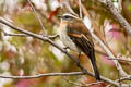 Rufous-breasted Chat-Tyrant Ochthoeca rufipectoralis rubicundula 