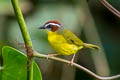 Rufous-capped Warbler Basileuterus rufifrons mesochrysus