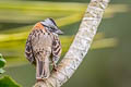 Rufous-collared Sparrow Zonotrichia capensis costaricensis