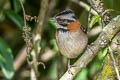 Rufous-collared Sparrow Zonotrichia capensis costaricensis