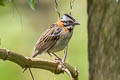 Rufous-collared Sparrow Zonotrichia capensis costaricensis