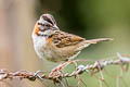 Rufous-collared Sparrow Zonotrichia capensis costaricensis