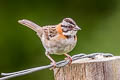 Rufous-collared Sparrow Zonotrichia capensis costaricensis