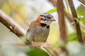 Rufous-collared Sparrow Zonotrichia capensis costaricensis