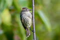 Rufous-crowned Elaenia Elaenia ruficeps