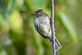 Rufous-crowned Elaenia Elaenia ruficeps