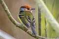 Rufous-crowned Tody-Flycatcher Poecilotriccus ruficeps ruficeps