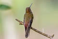 Rufous-gaped Hillstar Urochroa bougueri 