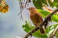 Rufous Piha Lipaugus unirufus unirufus