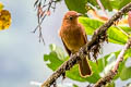 Rufous Piha Lipaugus unirufus unirufus