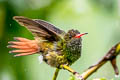 Rufous-tailed Hummingbird Amazilia tzacatl jucunda