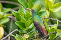 Rufous-tailed Hummingbird Amazilia tzacatl fuscicaudata