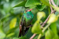 Rufous-tailed Hummingbird Amazilia tzacatl fuscicaudata