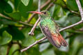 Rufous-tailed Hummingbird Amazilia tzacatl fuscicaudata