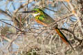 Rufous-tailed Jacamar Galbula ruficauda ruficauda