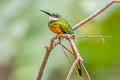 Rufous-tailed Jacamar Galbula ruficauda ruficauda